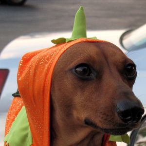 Meet your Posher, Johnnie